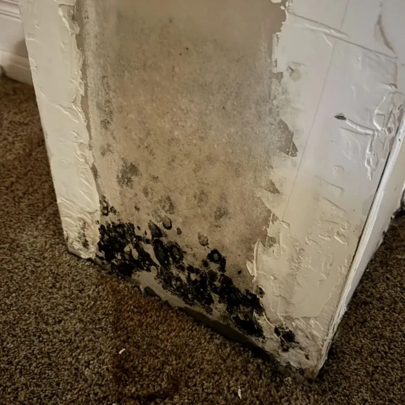 Professional Mold Removal in Jackson County, MO